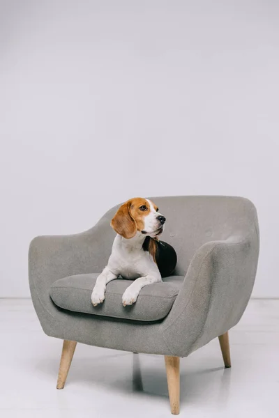 Бігль собака лежить в кріслі на сірому фоні — стокове фото