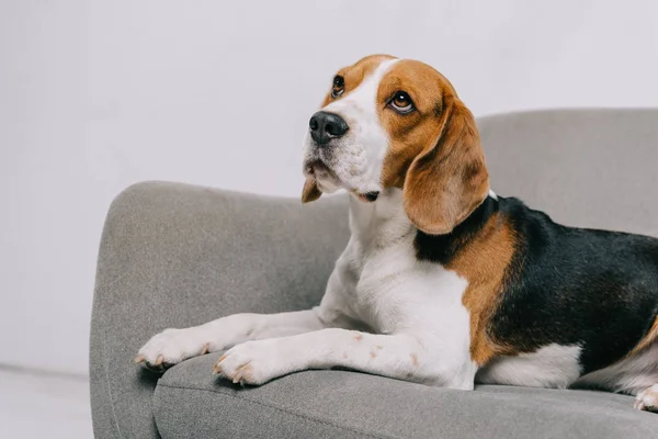 Entzückender Beagle-Hund liegt im Sessel auf grauem Hintergrund — Stockfoto