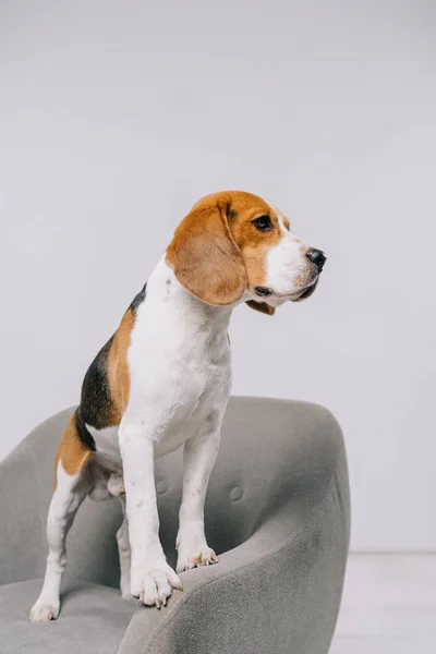 Собака-охотник, стоящая в кресле на сером фоне — стоковое фото