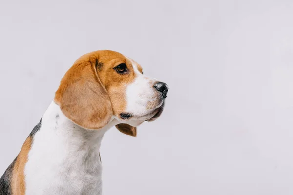 Cabeza de perro beagle de raza pura aislado en gris - foto de stock