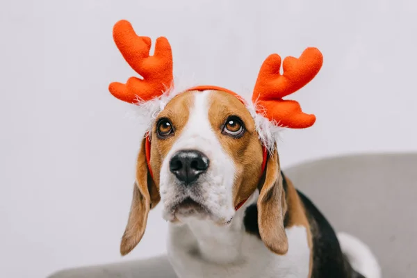 Beagle dog wearing reindeer antlers isolated on grey — Stock Photo