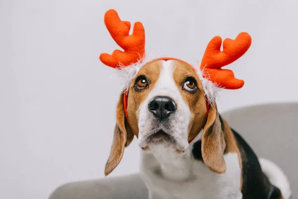 Beagle perro con cuernos de reno aislados en gris - foto de stock