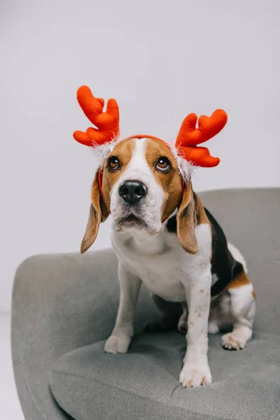 Lindo perro beagle con cuernos de reno aislados en gris - foto de stock