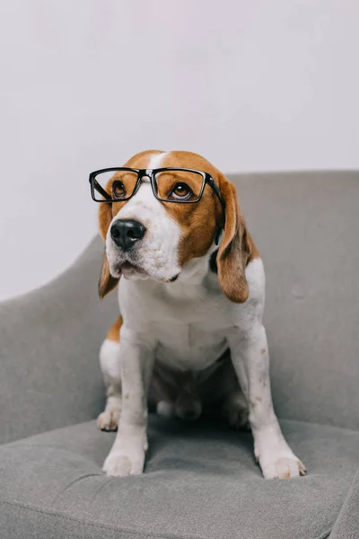 Chien beagle dans des lunettes assis dans un fauteuil isolé sur gris — Photo de stock