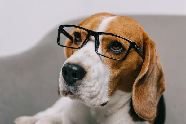 Selective focus of beagle dog in glasses — Stock Photo