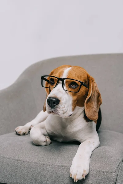 Bonito beagle cão deitado em óculos isolados no fundo cinza — Fotografia de Stock