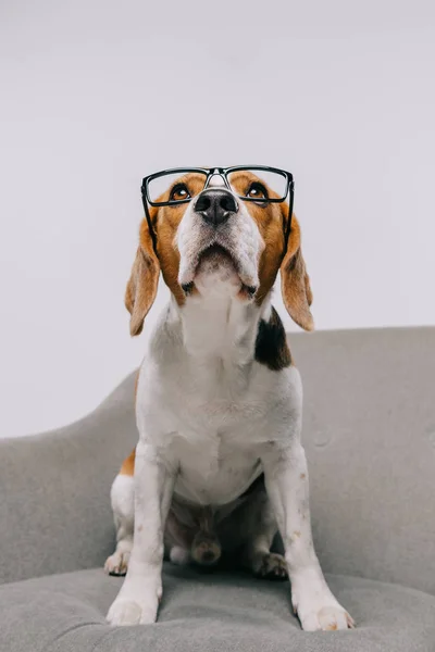 Perro beagle de pura raza en gafas aisladas en gris - foto de stock