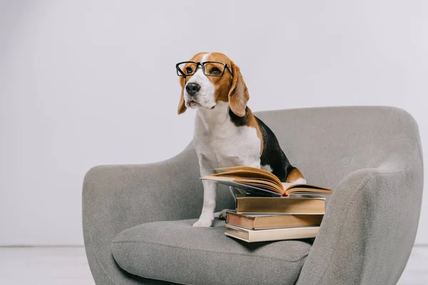 Селективный фокус милой собаки в очках, сидящей в кресле рядом со старыми книгами — стоковое фото