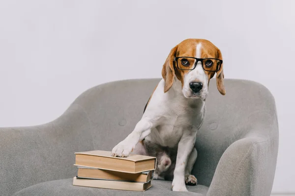 Foco selectivo de adorable mascota en gafas sentadas en sillón cerca de libros aislados en gris - foto de stock