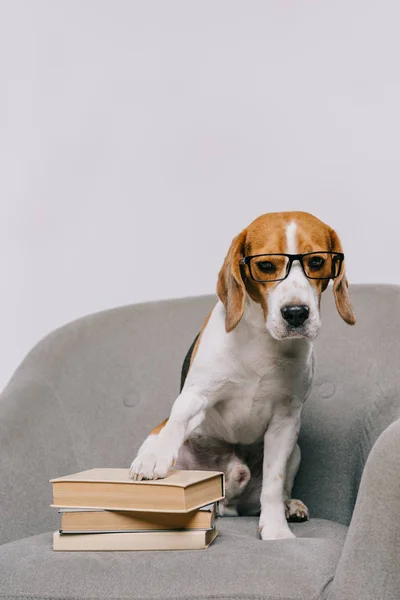 Очаровательный пёс в очках, сидящий в кресле с книгами, изолированными на сером — стоковое фото