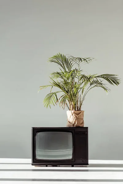 Green plant in pot on vintage tv on grey background — Stock Photo