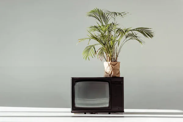 Green plant in pot on vintage tv on grey background — Stock Photo