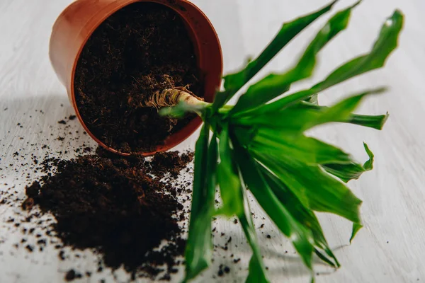 Foto de maceta con planta verde tumbada en el suelo - foto de stock