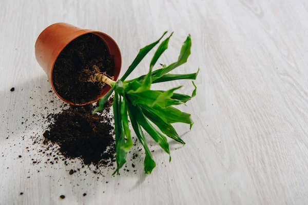 Photo of fallen flower pot with green plant — Stock Photo