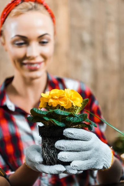 Selective focus of pot with flowers in hands of smiling woman — Stock Photo