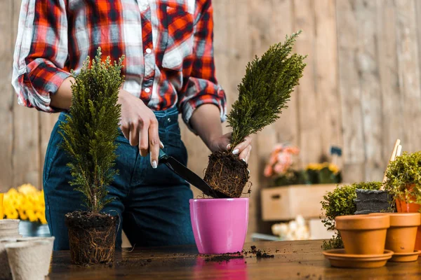 Cropped view of woman holding shovel and transplanting green plant into pot — Stock Photo