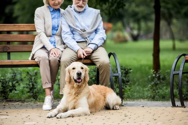 Cute dog lying on paved sidewalk near smiling senior couple sitting on wooden bench — Stock Photo