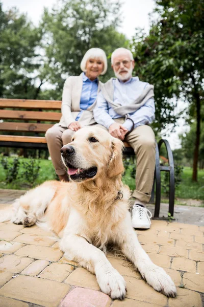 Selektiver Fokus von Golden Retriever Hund auf gepflastertem Bürgersteig neben lächelndem Senioren-Paar auf Holzbank liegend — Stockfoto