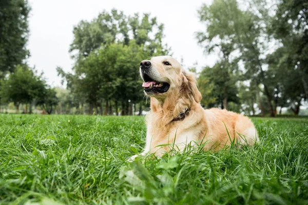 Очаровательный золотистый ретривер собака лежит на зеленой лужайке в парке — стоковое фото