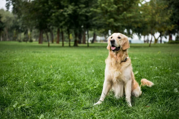 Perro golden retriever sentado en el césped verde en el parque - foto de stock