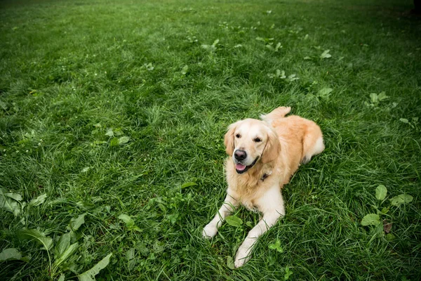 Adorable golden retriever dog resting on green lawn — Stock Photo