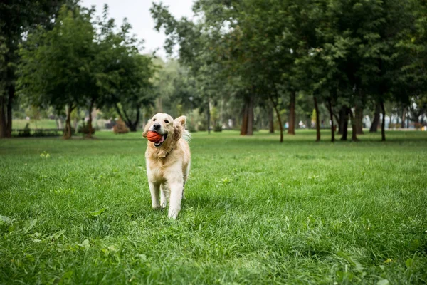 Golden retriever perro jugando con pelota de goma en el parque — Stock Photo