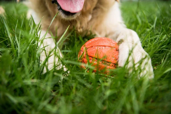 Partial view of golden retriever dog lying with rubber ball on green lawn — Stock Photo