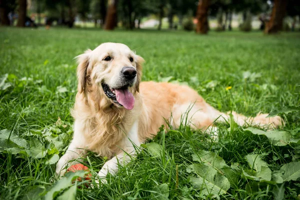 Funny golden retriever dog resting on green lawn — Stock Photo