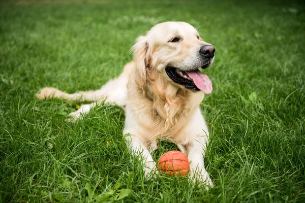 Golden retriever cão deitado com bola de borracha no gramado verde — Fotografia de Stock