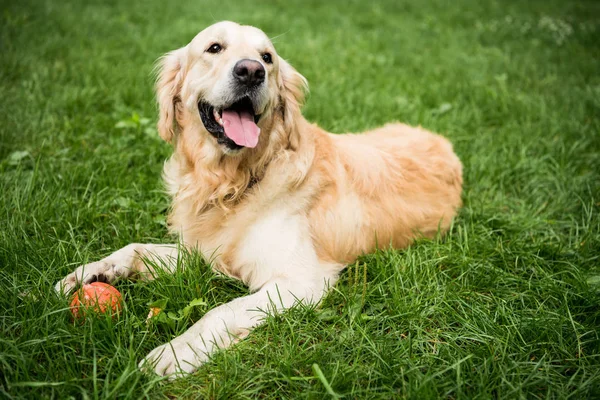 Adorable golden retriever dog lying on green lawn in park — Stock Photo