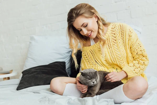 Красивая улыбающаяся девушка в трикотажном свитере гладит шотландского складного кота, пока лежит в постели дома — стоковое фото