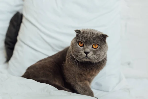 Adorable escocés plegable gato sentado en cama en casa — Stock Photo