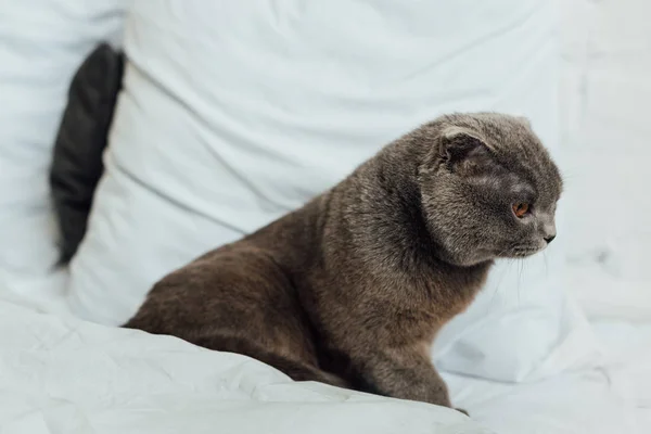 Gris escocés plegable gato sentado en cama en casa — Stock Photo