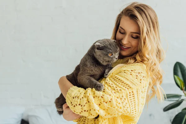 Красива усміхнена дівчина в в'язаному светрі тримає милий шотландський складний кіт — стокове фото