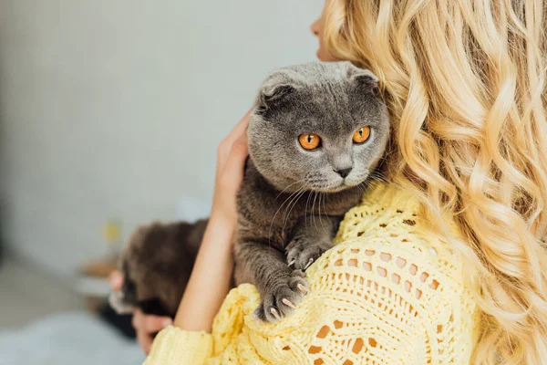 Visão traseira da menina em camisola de malha segurando adorável escocês dobra gato — Fotografia de Stock