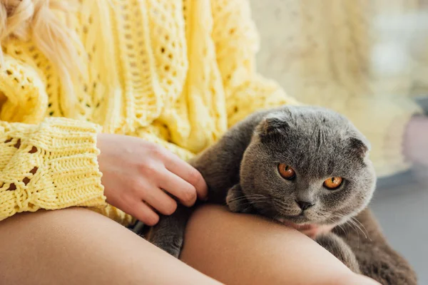 Обрізаний вид молодої жінки в трикотажному светрі, що тримає шотландську складчасту кішку вдома — стокове фото