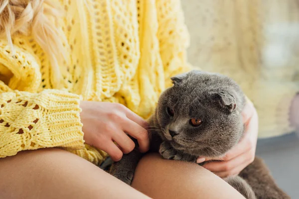 Corte vista de jovem mulher em camisola de malha segurando escocês dobra gato em casa — Fotografia de Stock