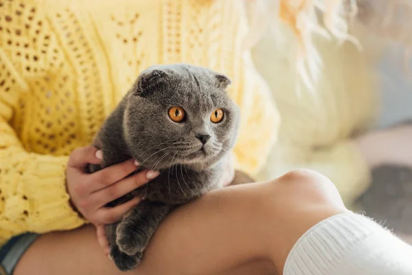 Vista recortada de mujer joven en suéter de punto sosteniendo lindo gato pliegue escocés en casa - foto de stock