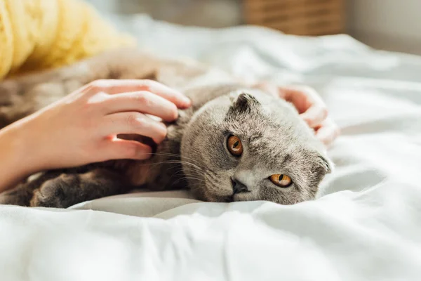 Partial view of young woman stroking scottish fold cat at home — Stock Photo