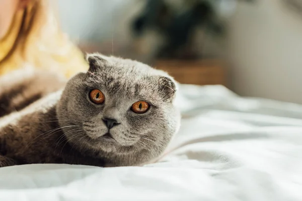 Messa a fuoco selettiva di scozzese piega gatto guardando la fotocamera e sdraiato a letto a casa — Foto stock