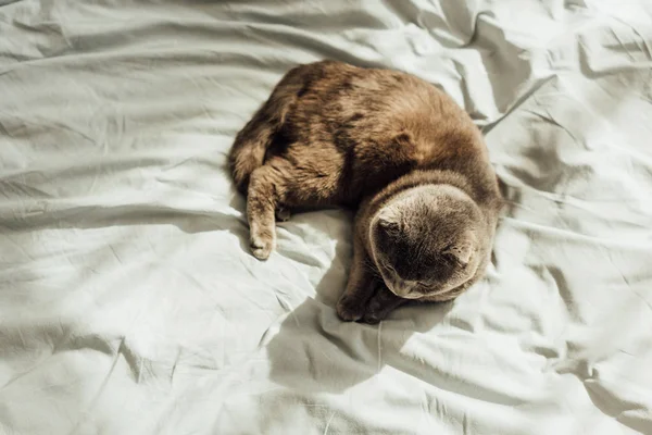 Top view of scottish fold cat lying in bed with copy space — Stock Photo