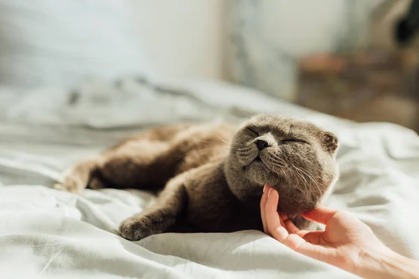 Vista parziale di giovane donna accarezzando scozzese piega gatto a casa — Foto stock