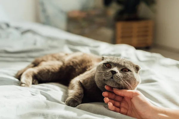 Cropped view of young woman stroking cute scottish fold cat at home — Stock Photo