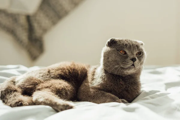 Selective focus of cute grey scottish fold cat lying in bed at home — Stock Photo