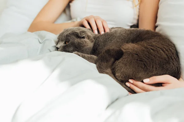 Обрезанный вид молодой женщины гладить шотландский складной кот в постели — стоковое фото