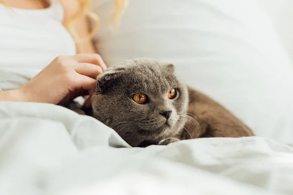 Cropped view of young woman stroking adorable scottish fold cat at home — Stock Photo