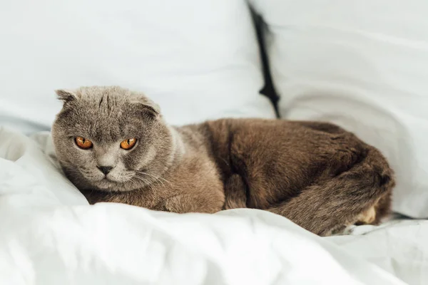 Селективный фокус милой шотландской складной кошки, смотрящей в камеру и лежащей в постели дома — стоковое фото