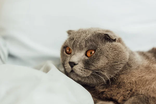 Прелестный серый шотландский складной кот лежит в постели дома — стоковое фото