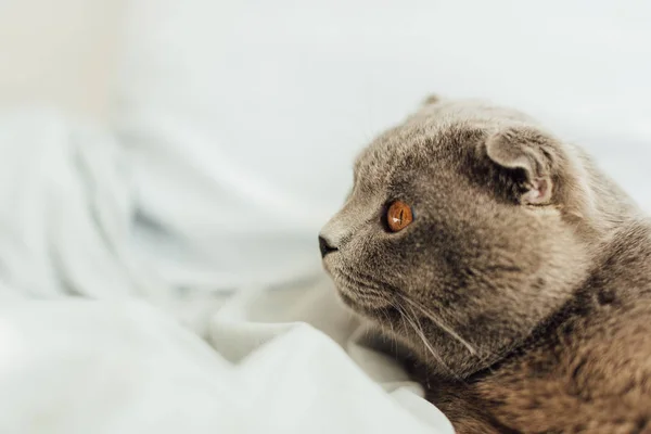 Selective focus of scottish fold cat lying in bed with copy space — Stock Photo