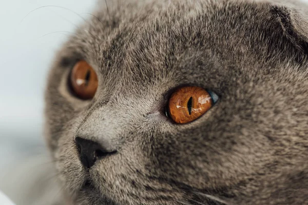 Vista parcial del adorable gato pliegue escocés mirando hacia otro lado - foto de stock